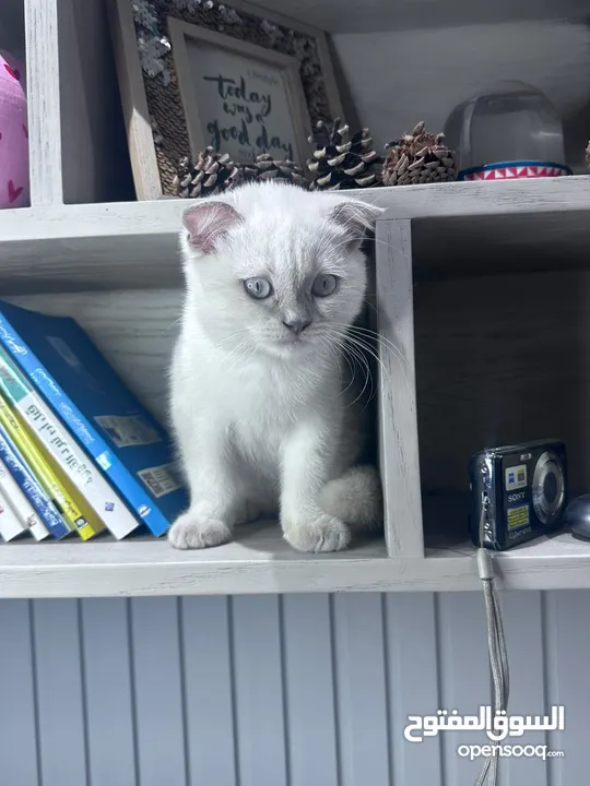 blue point scottish fold boy