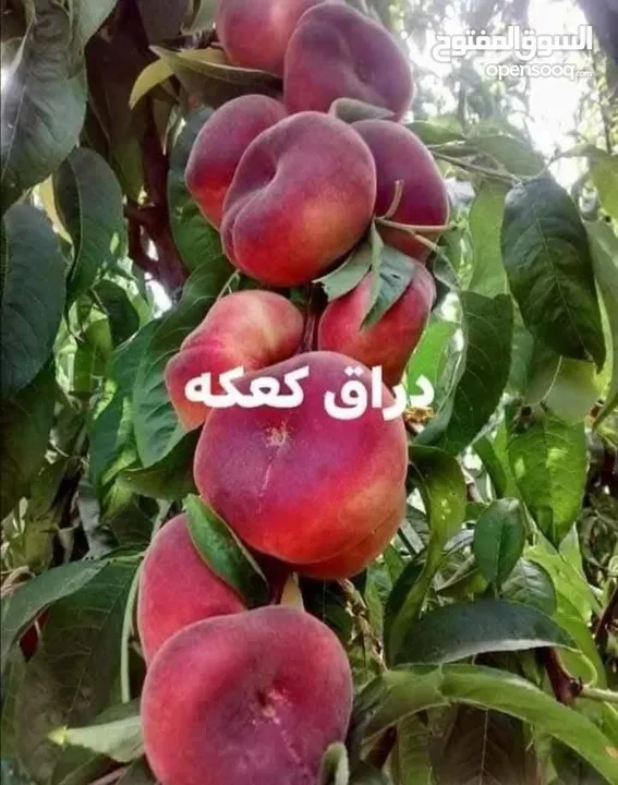اشجار الزينه والوزيات وحمضيات