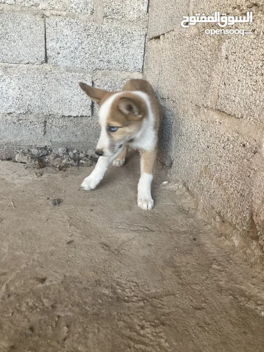 Husky puppies  2 month for sale