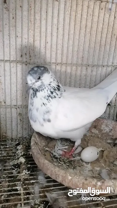 حمام باكستاني Pakistani pigeons