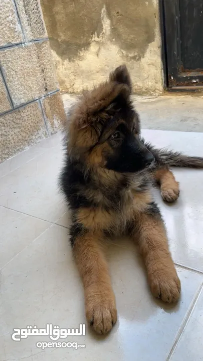 جرو جيرمن 3 شهور للبيع