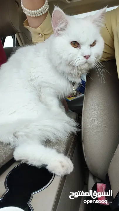 percian socialy kind withot voice persian cat