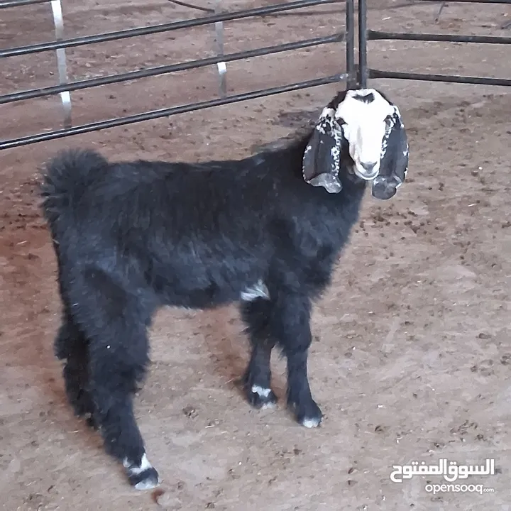 سخلة للبيع وتيس عمره قريب السنه للبيع