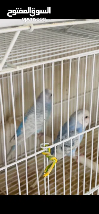 طيور حب بادجي