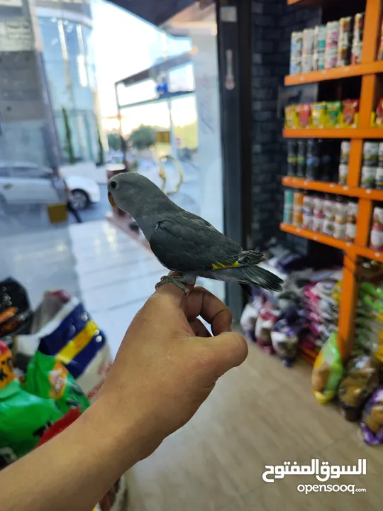 طير روز فرخ صغير فطم حديث ، عبارة عن لعبه بايدك مافي عضة بتاتاً مناسب للاطفال