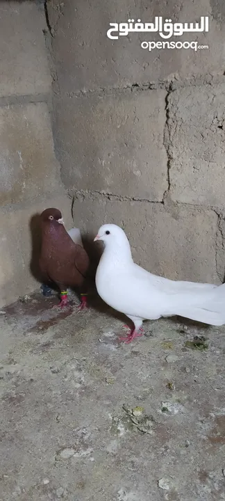 الحمام البيع في السلط