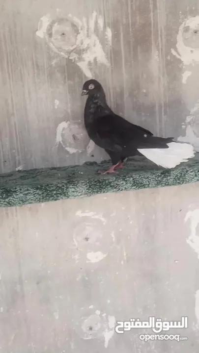 جوز نوريات سود بسعر طري شغلات  الفحل ذيلو 15 ريشه  والطيره ذيلها 20 ريشه مقفله بريشه