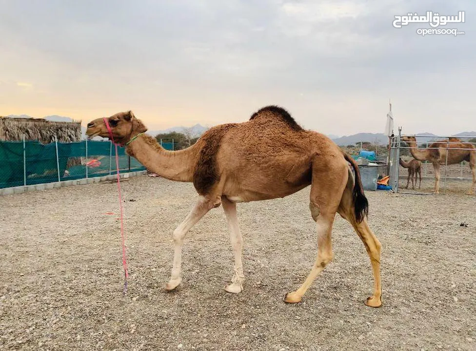 ناقه مزيونه عزوف ام ثالث نبط الاب سراب بن بوته والام بنت المسك