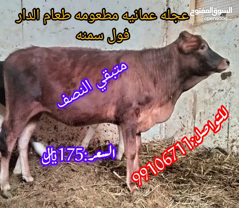 متبقي نصف عجله عمانيه