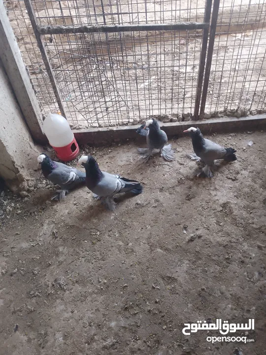 متاح جوز ماشاءالله موجودات طبربور