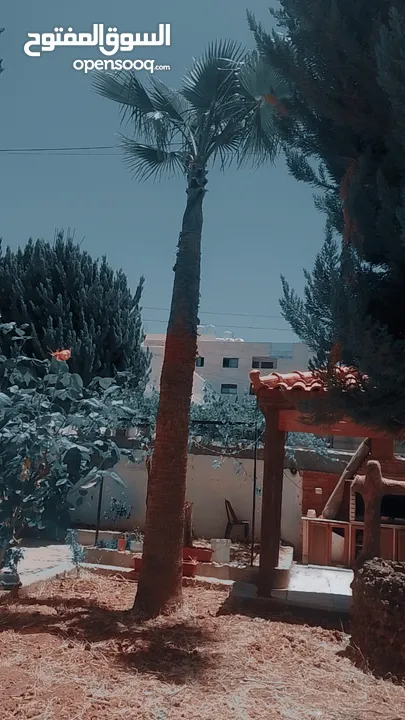 اشجار نخيل
