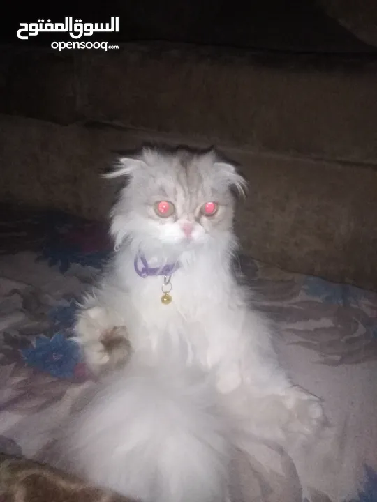 قطة انثى هاديه