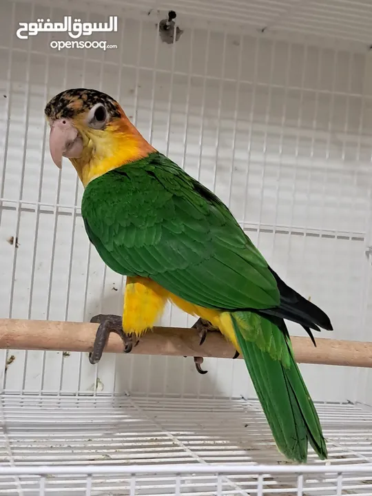 white belly caique parrot