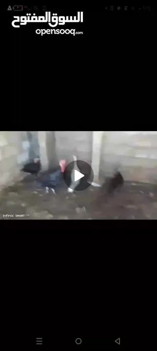 بسم الله الرحمن الرحيم  حبش للبيع  والاتصال للستفسار