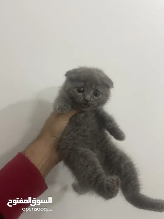 Pure Scottish Fold