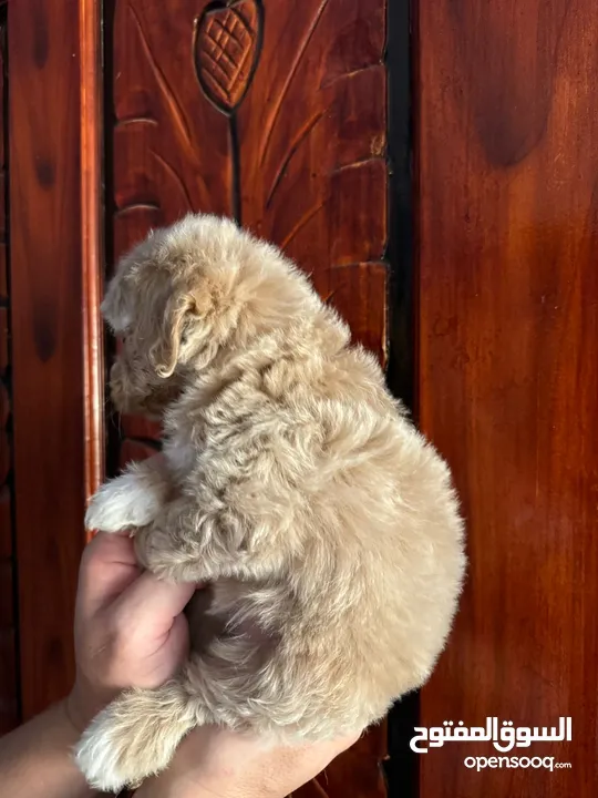 Maltipoo puppy