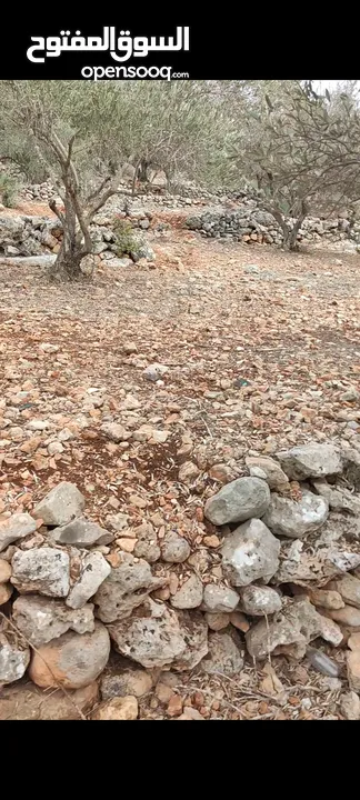 ارض للبيع سلفيت -بروقين
