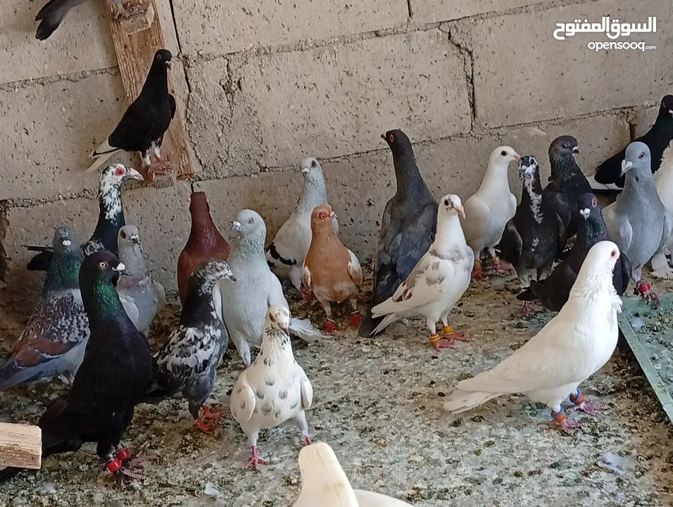 حمام للبيع الوان كش  طيور حمام