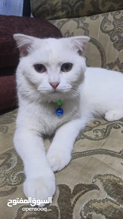 قطط ثنين هملاية بيضاء.وانثى سكوتش اصلي بيضاء