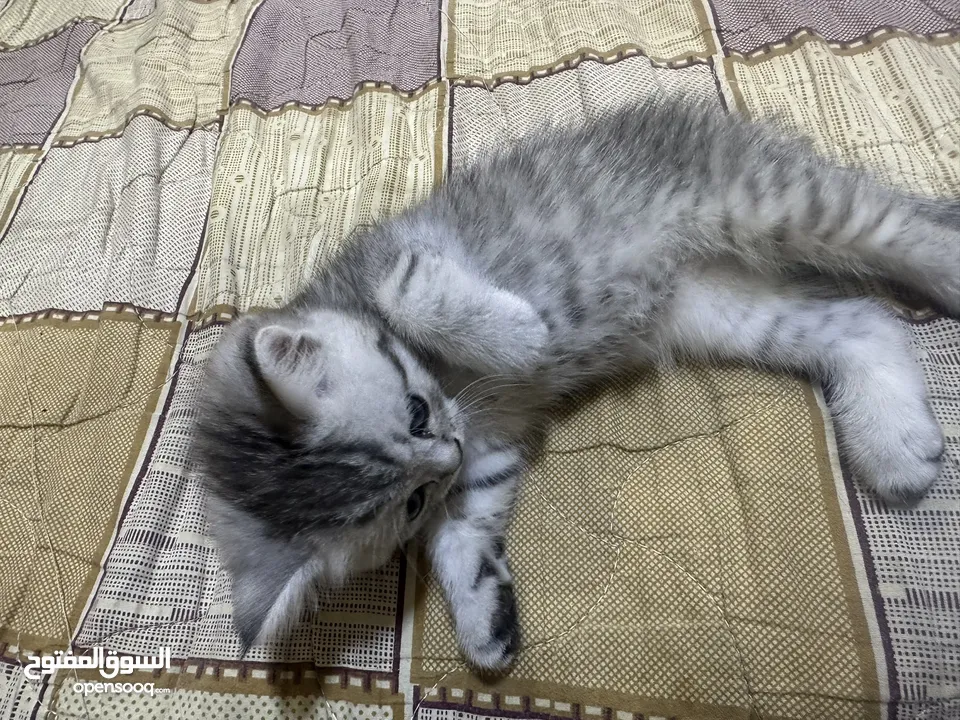سكوتش فولد وستريت