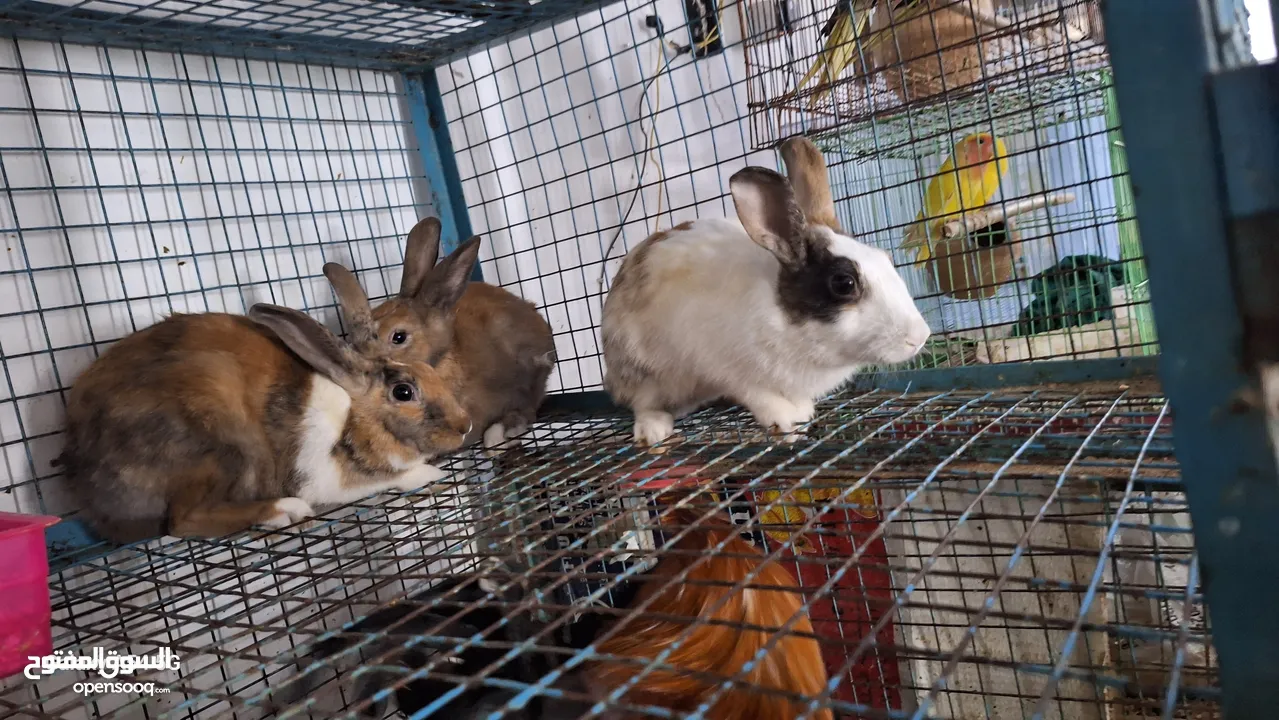 RABBITS FOR SALE