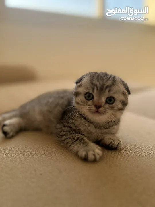 Scottish fold girl