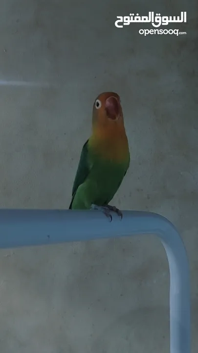 parrot for sale