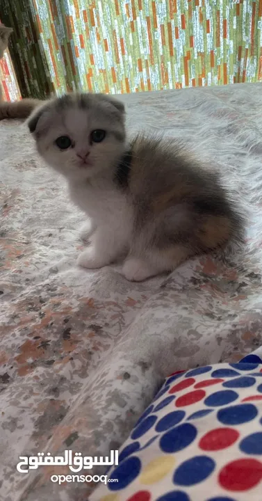 Scottish fold female kitten calico