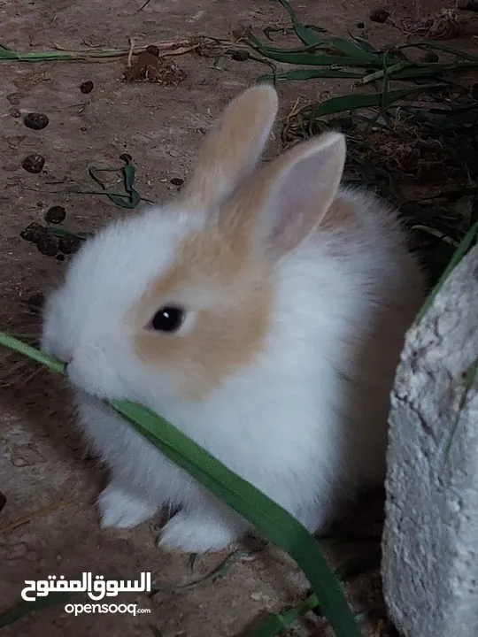ارانب مميزه حجم صغير
