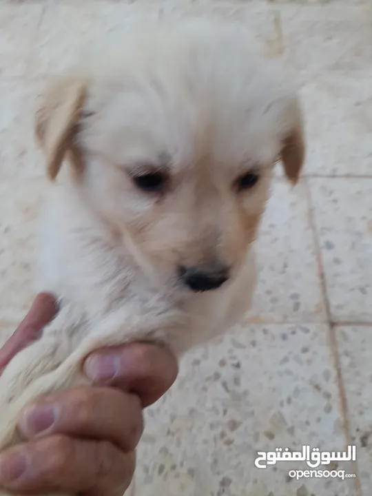 100% pure German mix Golden ×× husky puppies