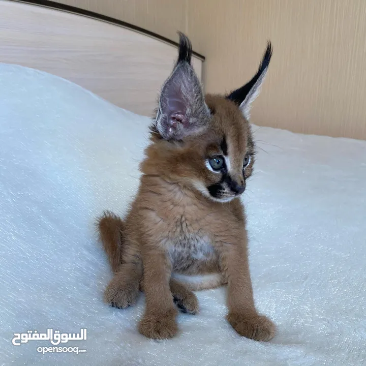 Home trained cats available