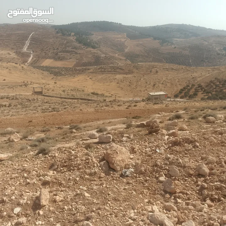 قطعة ارض شرق جرش مرويه من بئر ارتوازي مطله ومرتفعه بسعر مغري متوفر أكثر من 50 قطعه في نفس المنطقه