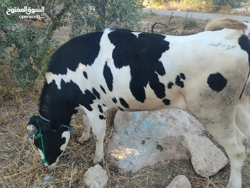 بكيره عشار 4 شهور ونص