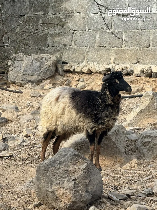 الي يدور الزين البيع كبش عماني اصل  من جبال وادي السحتن  عمره تقريباً 9 شهور