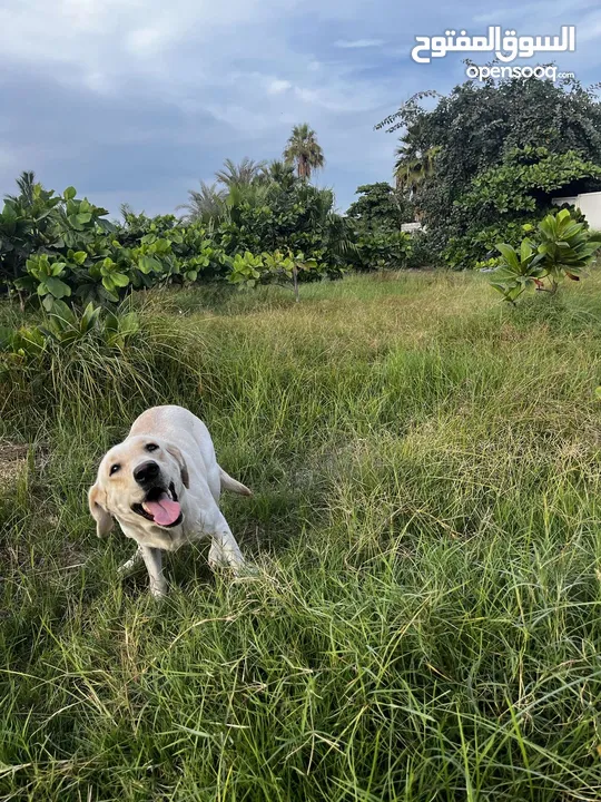 للبيع جرو ابلدور عمر 6 اشهر مطعم