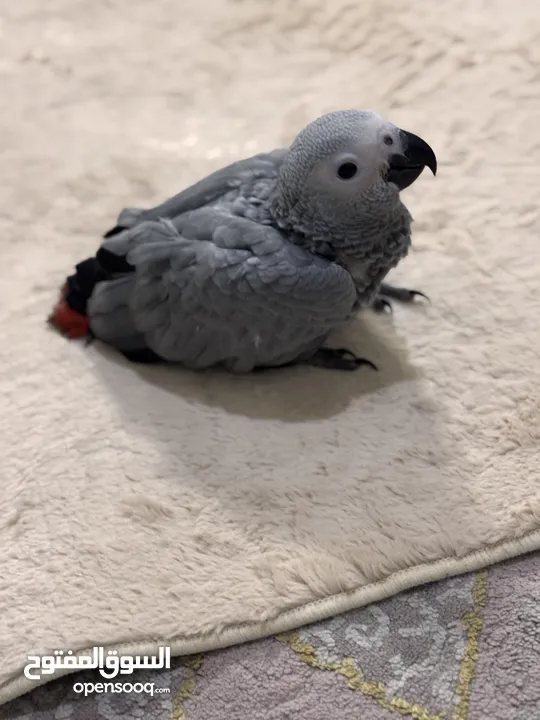 ‏‎فرخ كاسكو إنتاج محلي - African gray parrots local breeding