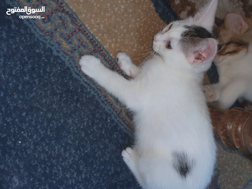 قطط صغيرة للتبني