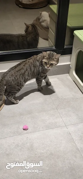 قطط كبيرة للتبني انواع مكس
