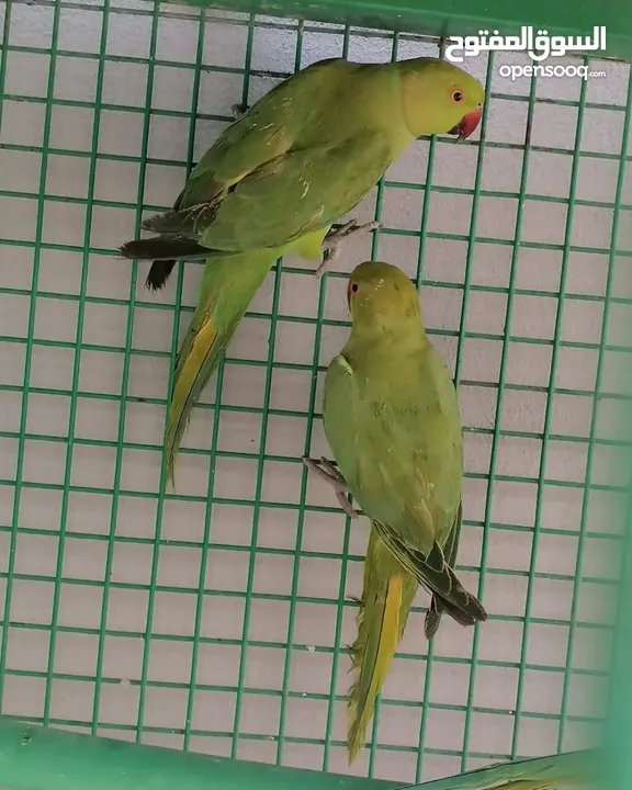 متوات خضران العمر مناسب للتدريب وللتحدث