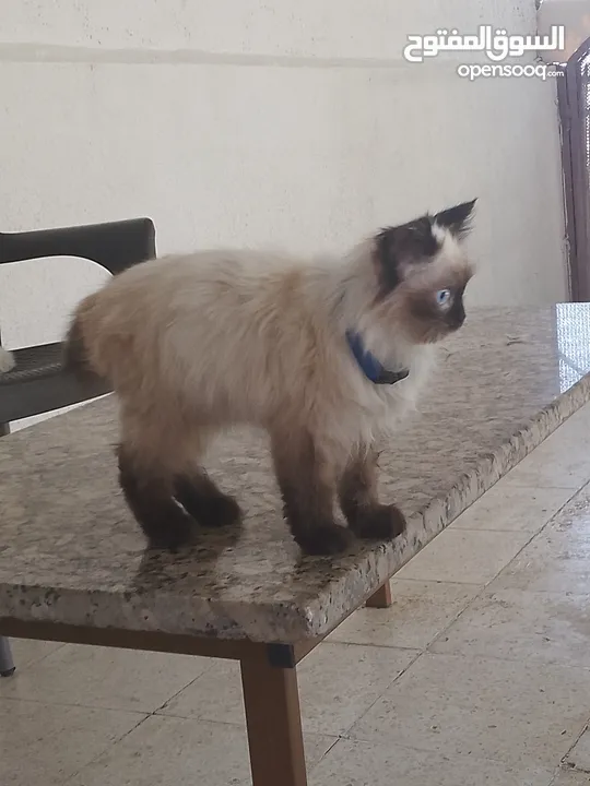 هملايا للبيع لعمر شهرين