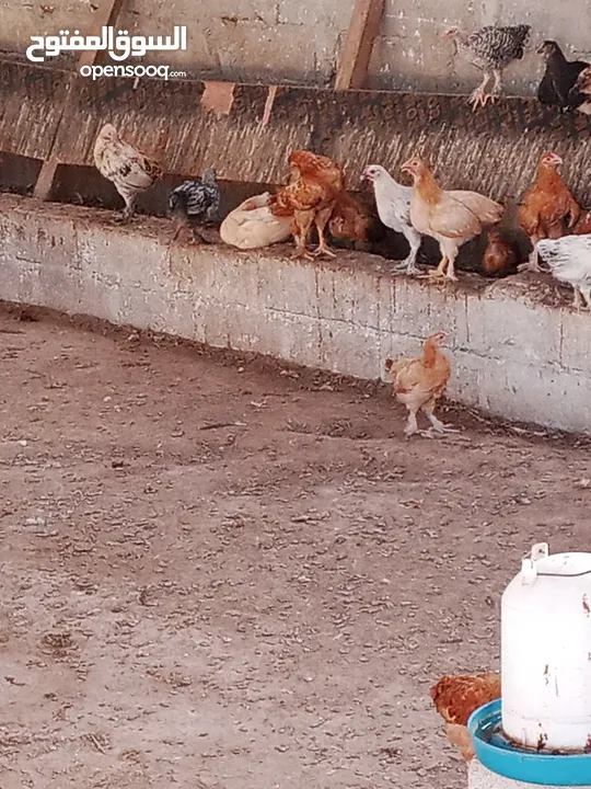 دجاج محلي مهجن من ديوك كوشن العملاق للبيع