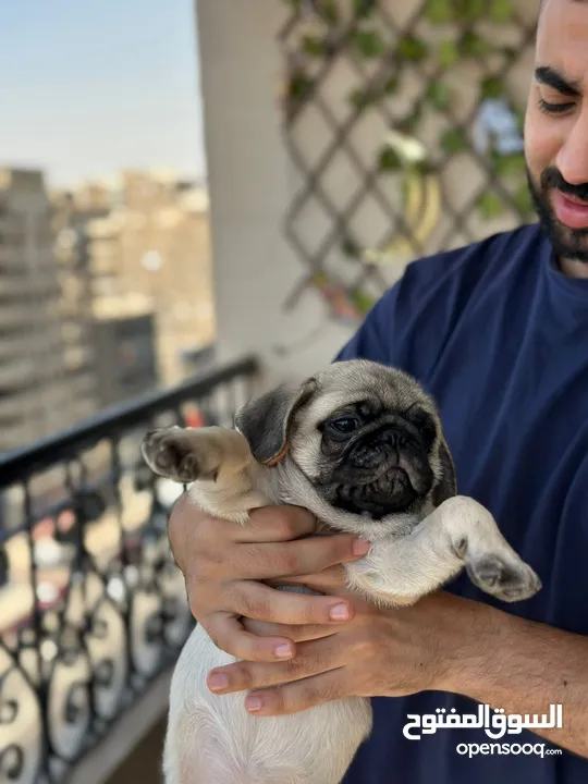 جراوي بج، pug puppies