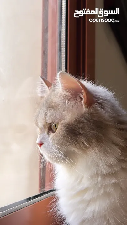 للتبني قطه شيرازيه العمر 6 سنوات ( صغيره الحجم )