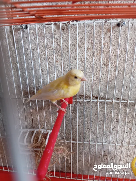 أنثى ليموني شغاله معبيه بدها تبيض مع قفص 3  مخاليف كنار الأنثى ليموني عمر 5 أشهر مع قفص السعر 9