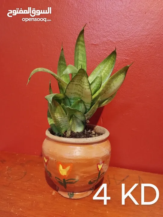 Air cleaning indoor plant for sale