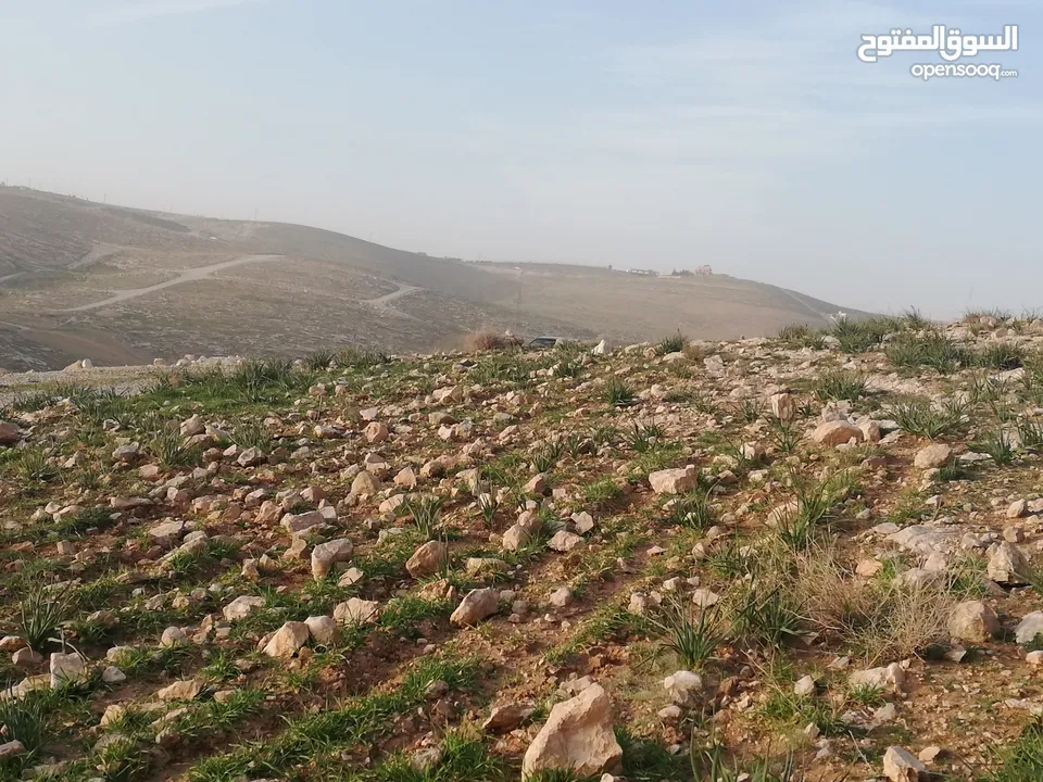 أرض للبيع في شفا بدران زينات الربوع