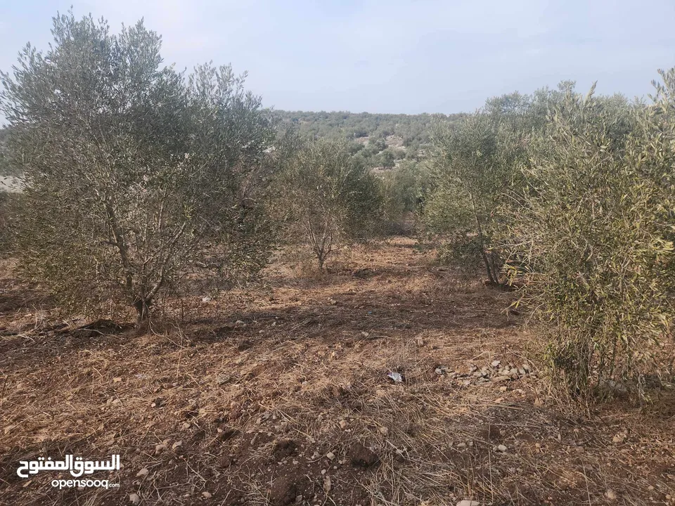 حصة 700 متر بالمسقوفة