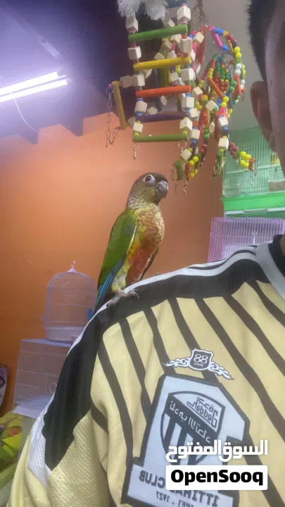 للبيع كنيورات اليفه