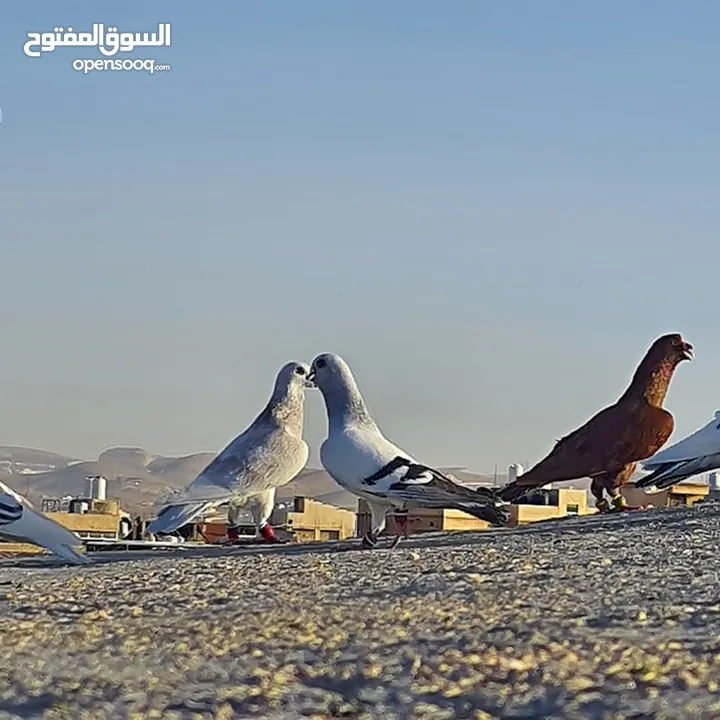 13 حبه فيهن طيره وحده طيور حمام وقويات كشهن بيدك ب 30 ليره كوم مع بعض  الزرقا جبل رحمه