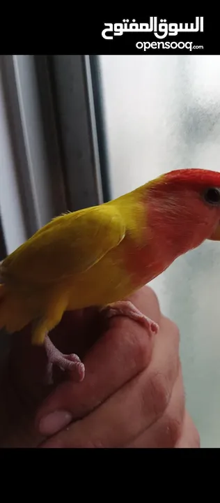 روز ذكر بجنن لونه بسعر منيح